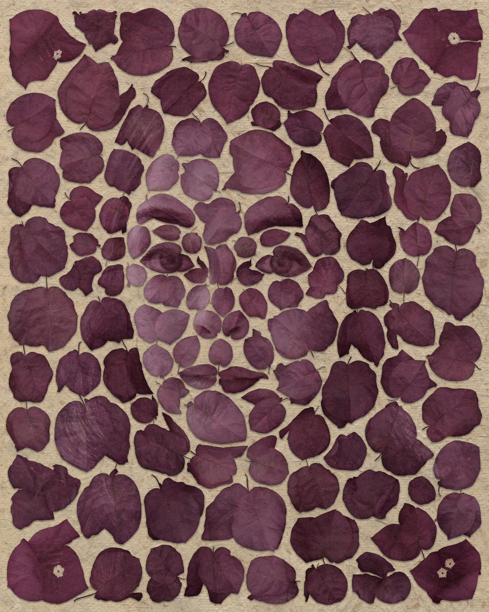 Hannah / Bougainvillea, 2022. Eric Ross Bernstein. MIME: image/jpeg, Token: FA2, Storage: IPFS, Contract: KT1...