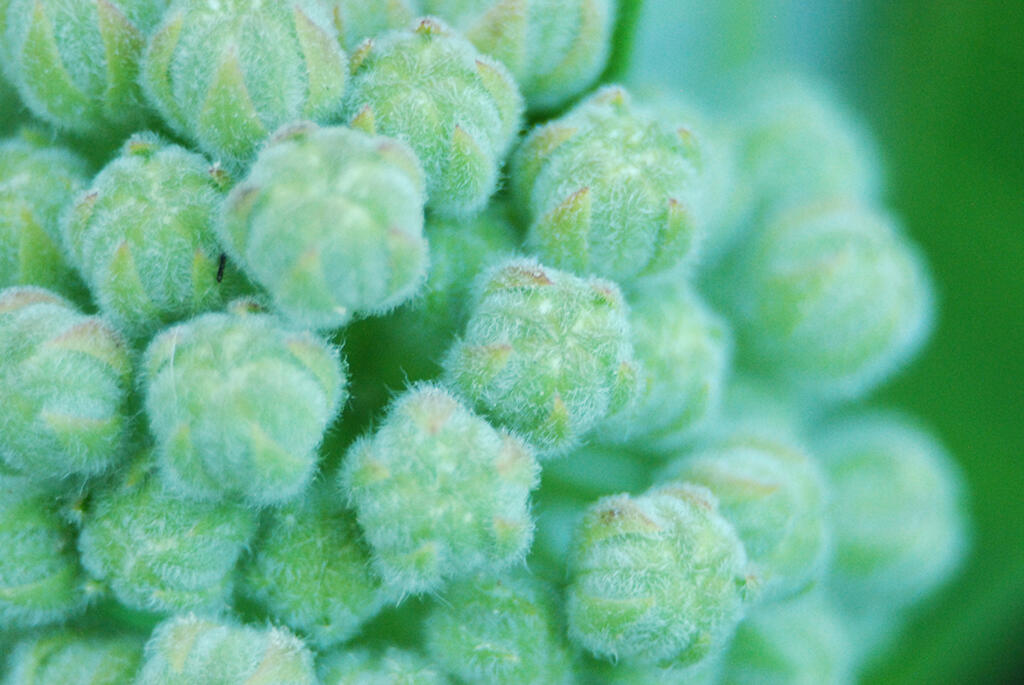 Conformity, 2023. Malicious Sheep. MIME: image/jpeg, Token: FA2, Storage: IPFS, Contract: KT1...