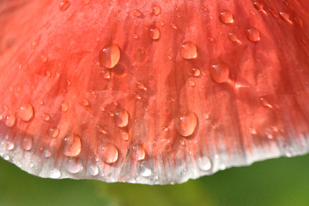 Cloaked, 2023. Malicious Sheep. MIME: image/jpeg, Token: FA2, Storage: IPFS, Contract: KT1...