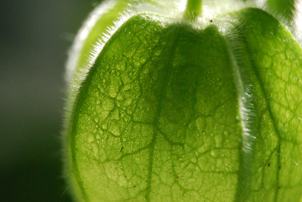 Veined Silhouette, 2023. Malicious Sheep. MIME: image/jpeg, Token: FA2, Storage: IPFS, Contract: KT1...