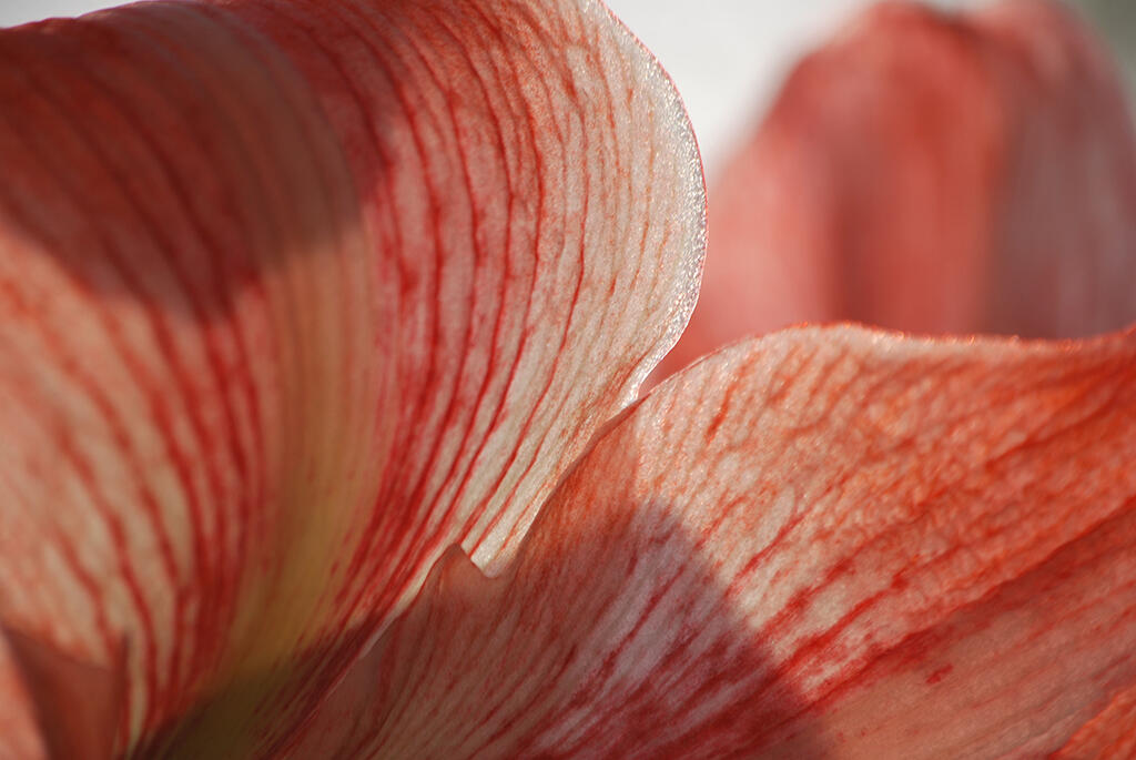 Transparency, 2023. Malicious Sheep. MIME: image/jpeg, Token: FA2, Storage: IPFS, Contract: KT1...