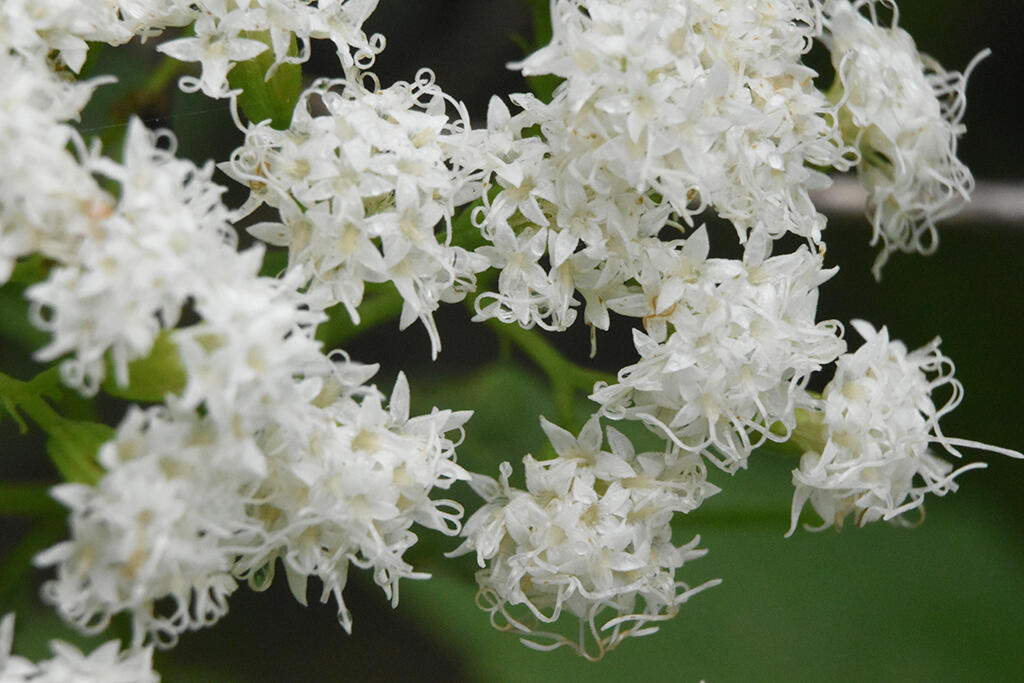 Serpentine, 2023. Malicious Sheep. MIME: image/jpeg, Token: FA2, Storage: IPFS, Contract: KT1...