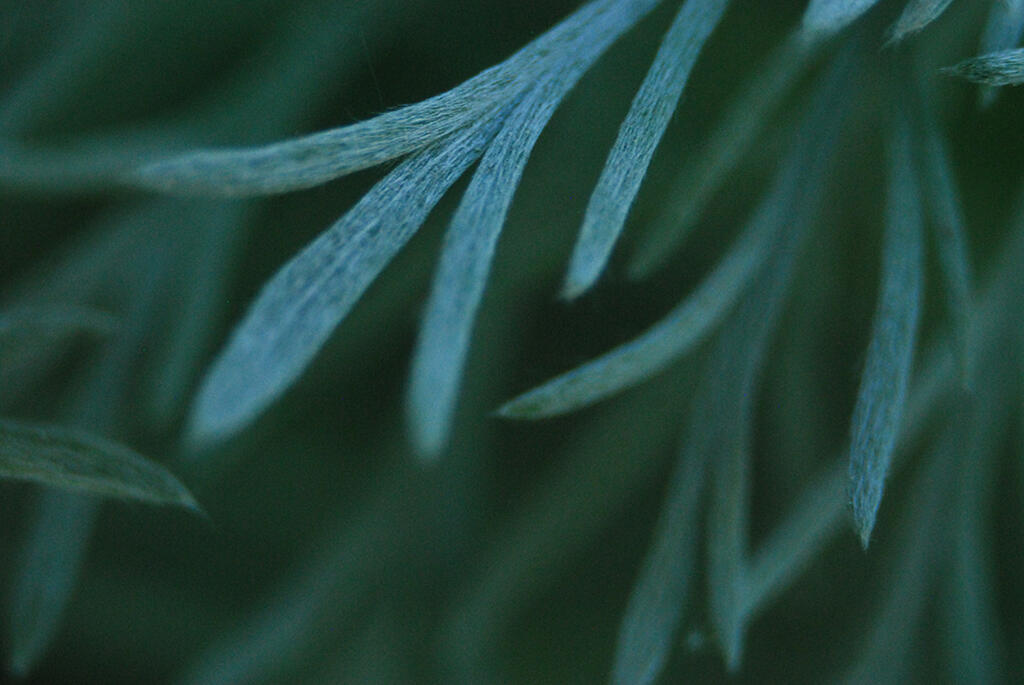 Fringe, 2023. Malicious Sheep. MIME: image/jpeg, Token: FA2, Storage: IPFS, Contract: KT1...