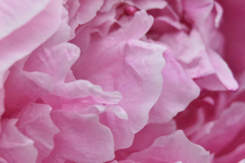 Folds, 2023. Malicious Sheep. MIME: image/jpeg, Token: FA2, Storage: IPFS, Contract: KT1...