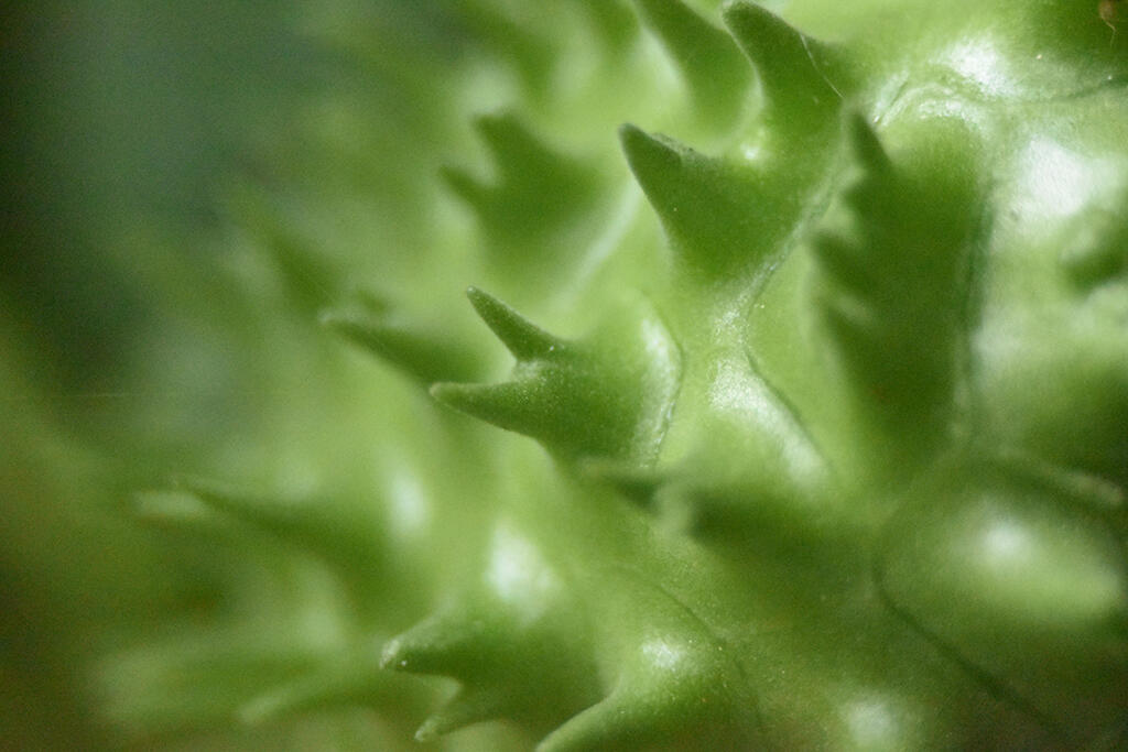 Bristled Surface, 2023. Malicious Sheep. MIME: image/jpeg, Token: FA2, Storage: IPFS, Contract: KT1...