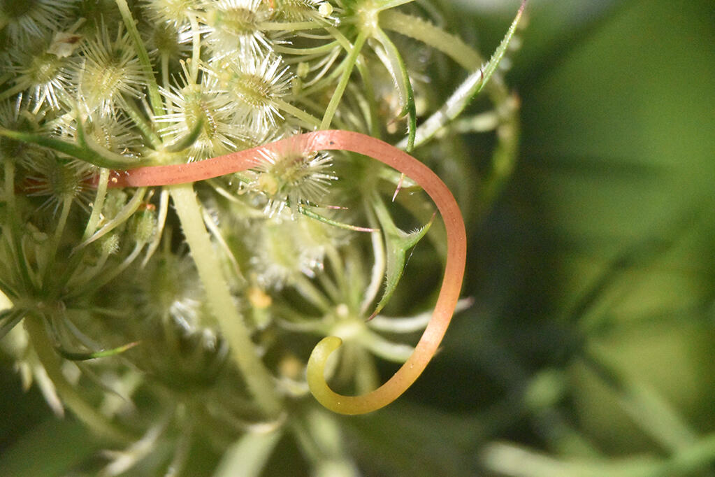 Bind, 2023. Malicious Sheep. MIME: image/jpeg, Token: FA2, Storage: IPFS, Contract: KT1...