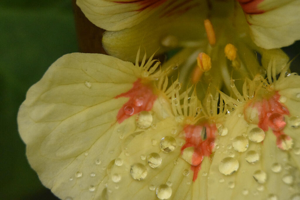 Peppered, 2023. Malicious Sheep. MIME: image/jpeg, Token: FA2, Storage: IPFS, Contract: KT1...