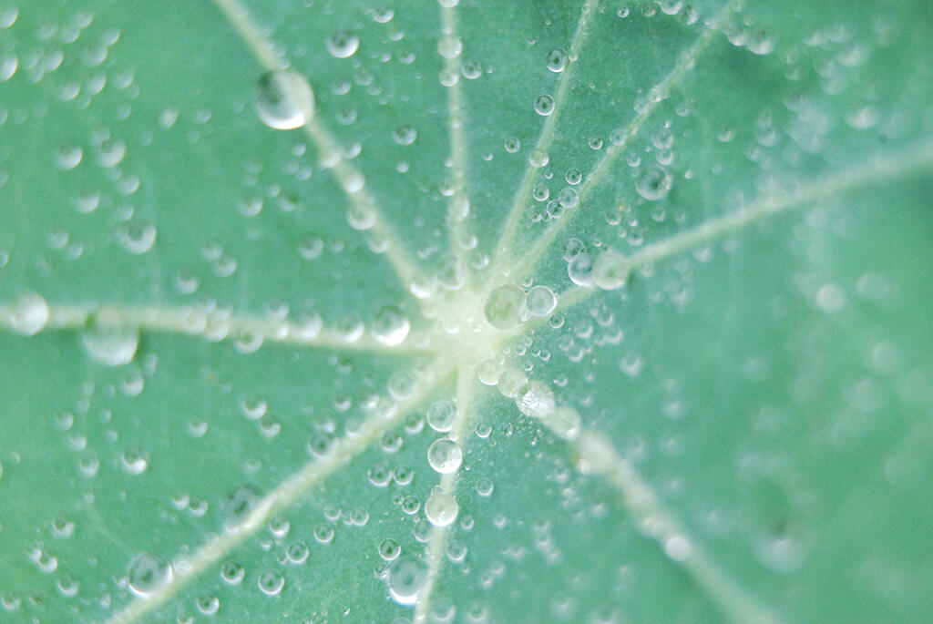 Desire Lines, 2023. Malicious Sheep. MIME: image/jpeg, Token: FA2, Storage: IPFS, Contract: KT1...