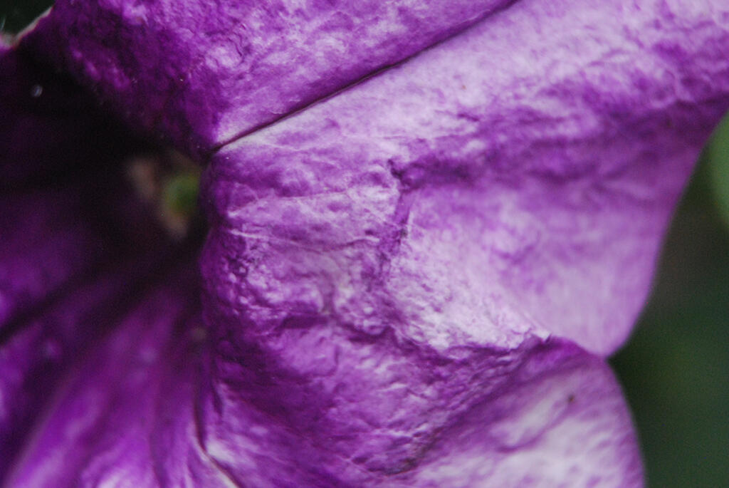 Cloaked, 2023. Malicious Sheep. MIME: image/jpeg, Token: FA2, Storage: IPFS, Contract: KT1...