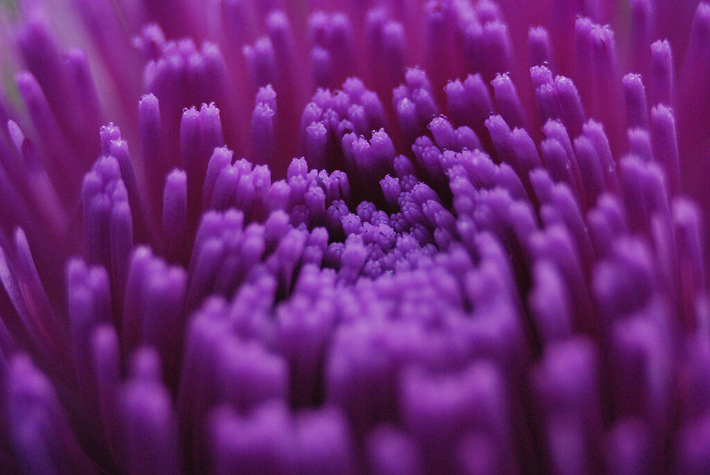 Huddle, 2023. Malicious Sheep. MIME: image/jpeg, Token: FA2, Storage: IPFS, Contract: KT1...