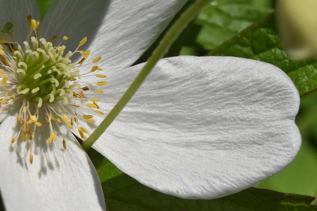 An Enemy, 2023. Malicious Sheep. MIME: image/jpeg, Token: FA2, Storage: IPFS, Contract: KT1...