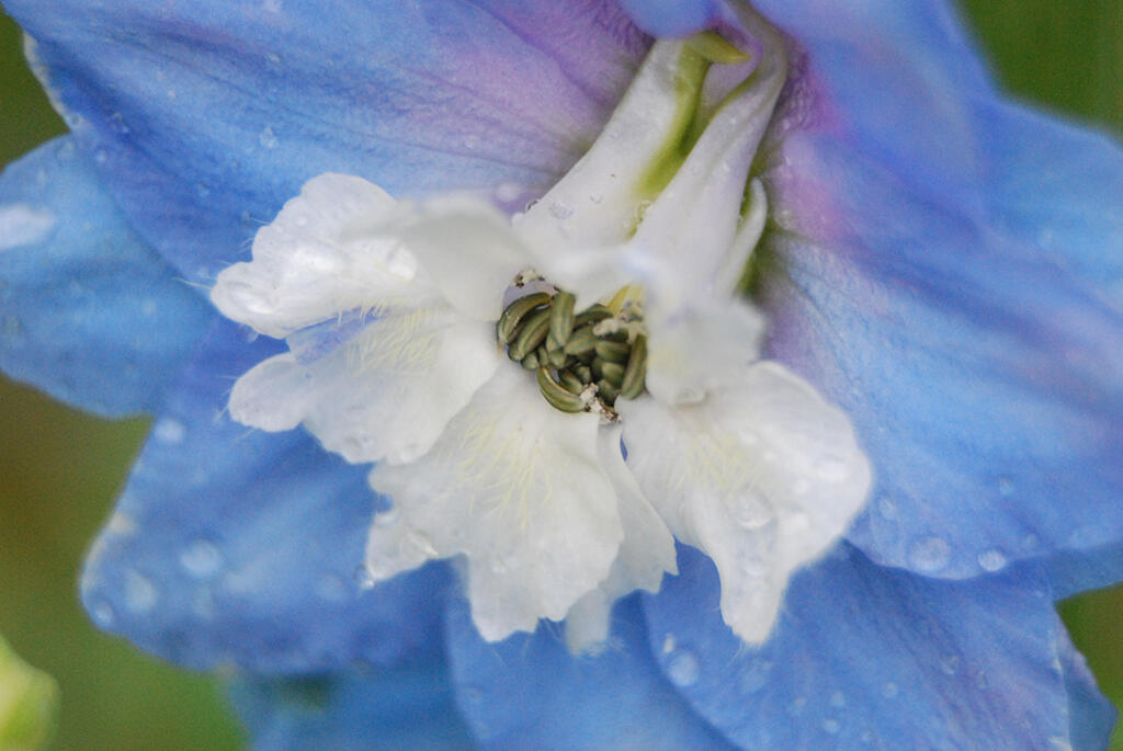 Alas, 2023. Malicious Sheep. MIME: image/jpeg, Token: FA2, Storage: IPFS, Contract: KT1...