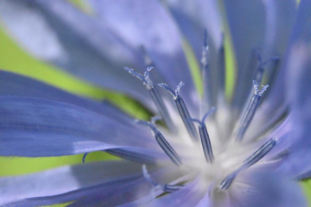 Flash Mob, 2023. Malicious Sheep. MIME: image/jpeg, Token: FA2, Storage: IPFS, Contract: KT1...