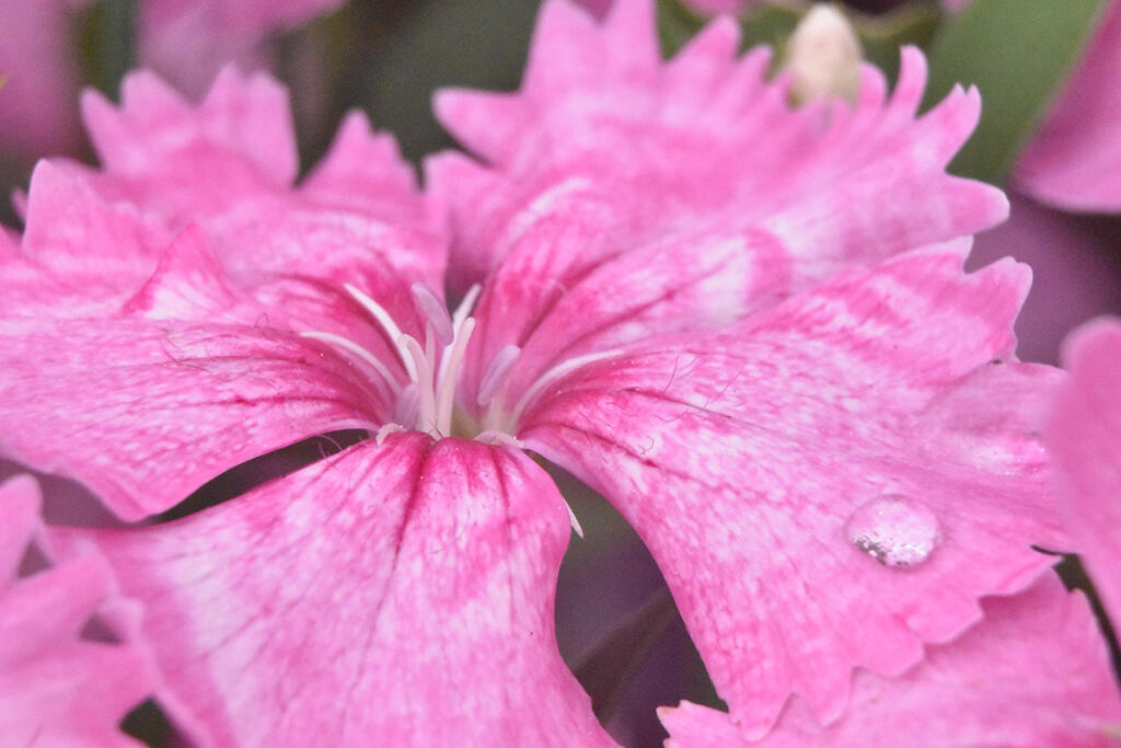 Platform, 2023. Malicious Sheep. MIME: image/jpeg, Token: FA2, Storage: IPFS, Contract: KT1...