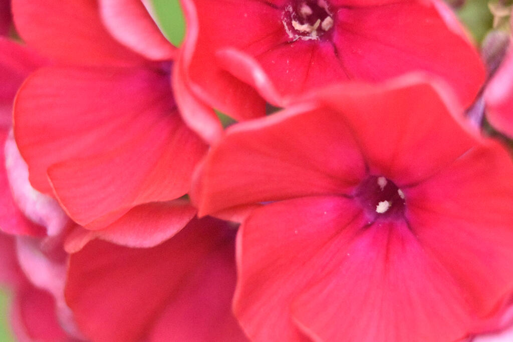 Souls United, 2023. Malicious Sheep. MIME: image/jpeg, Token: FA2, Storage: IPFS, Contract: KT1...