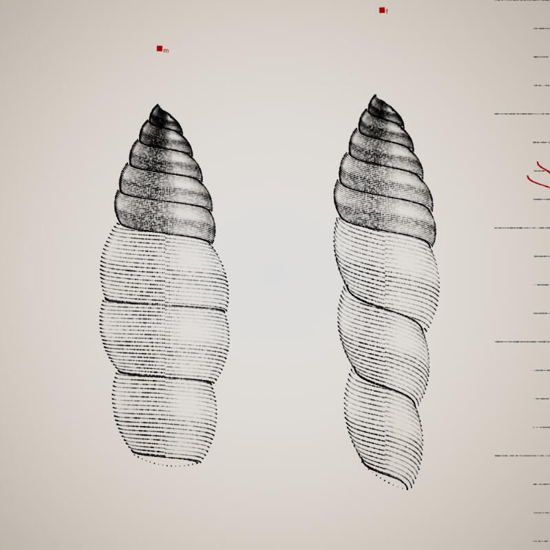 Two Specimen #85, 2021. Orr Kislev. MIME: application/x-directory, Token: FA2, Storage: IPFS, Contract: KT1...