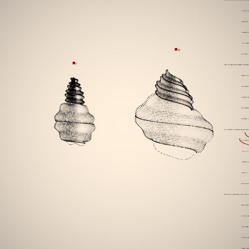 Two Specimen #279, 2021. Orr Kislev. MIME: application/x-directory, Token: FA2, Storage: IPFS, Contract: KT1...