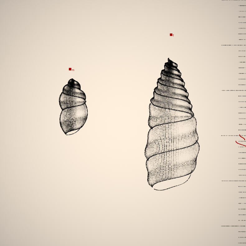 Two Specimen #66, 2021. Orr Kislev. MIME: application/x-directory, Token: FA2, Storage: IPFS, Contract: KT1...