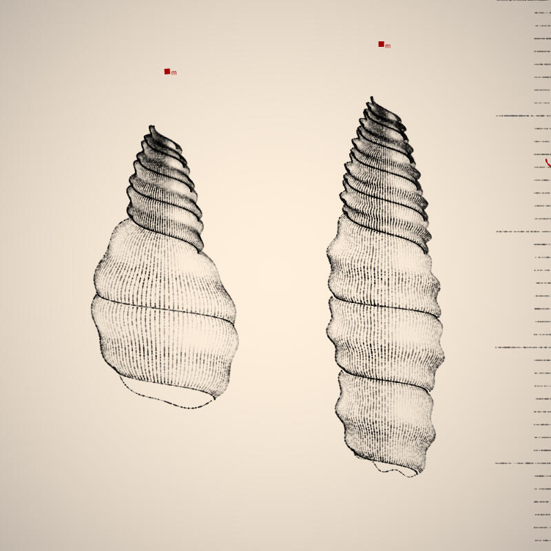 Two Specimen #296, 2021. Orr Kislev. MIME: application/x-directory, Token: FA2, Storage: IPFS, Contract: KT1...