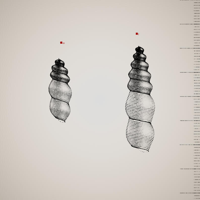 Two Specimen #102, 2021. Orr Kislev. MIME: application/x-directory, Token: FA2, Storage: IPFS, Contract: KT1...