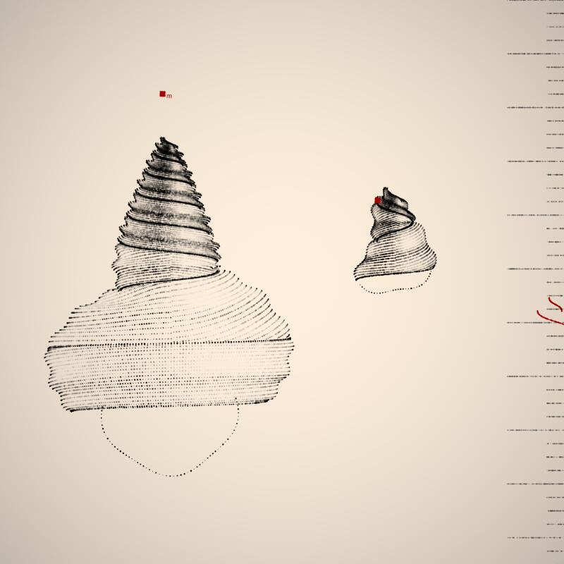Two Specimen #246, 2021. Orr Kislev. MIME: application/x-directory, Token: FA2, Storage: IPFS, Contract: KT1...