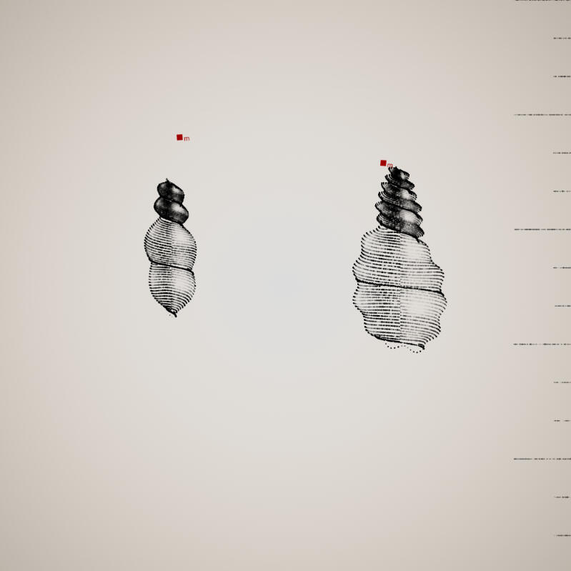 Two Specimen #85, 2021. Orr Kislev. MIME: application/x-directory, Token: FA2, Storage: IPFS, Contract: KT1...