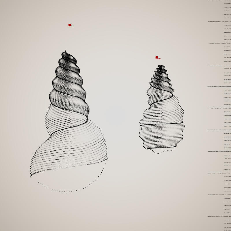 Two Specimen #375, 2021. Orr Kislev. MIME: application/x-directory, Token: FA2, Storage: IPFS, Contract: KT1...
