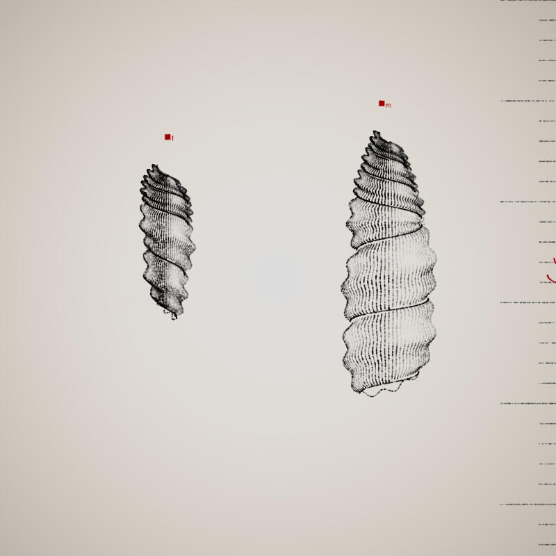 Two Specimen #418, 2021. Orr Kislev. MIME: application/x-directory, Token: FA2, Storage: IPFS, Contract: KT1...