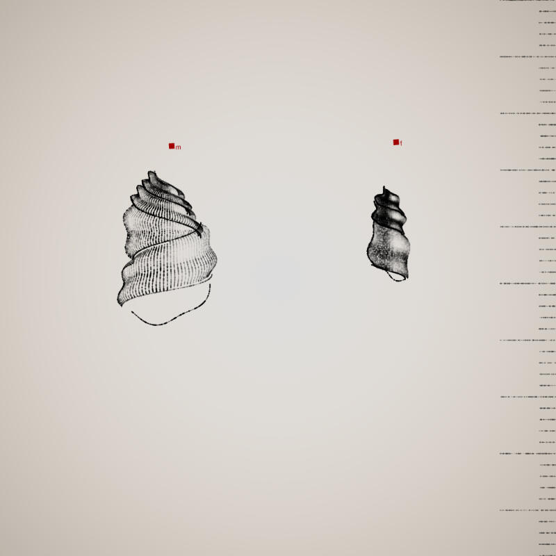 Two Specimen #123, 2021. Orr Kislev. MIME: application/x-directory, Token: FA2, Storage: IPFS, Contract: KT1...