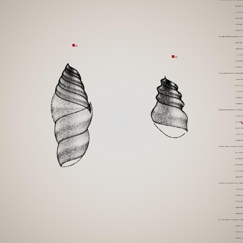 Two Specimen #211, 2021. Orr Kislev. MIME: application/x-directory, Token: FA2, Storage: IPFS, Contract: KT1...
