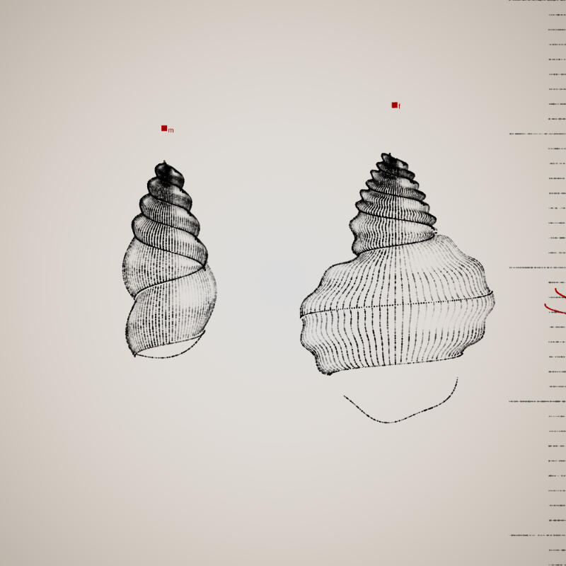 Two Specimen #281, 2021. Orr Kislev. MIME: application/x-directory, Token: FA2, Storage: IPFS, Contract: KT1...