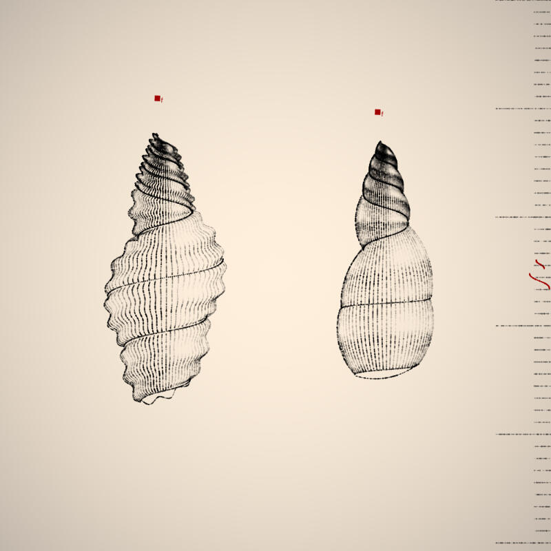 Two Specimen #127, 2021. Orr Kislev. MIME: application/x-directory, Token: FA2, Storage: IPFS, Contract: KT1...