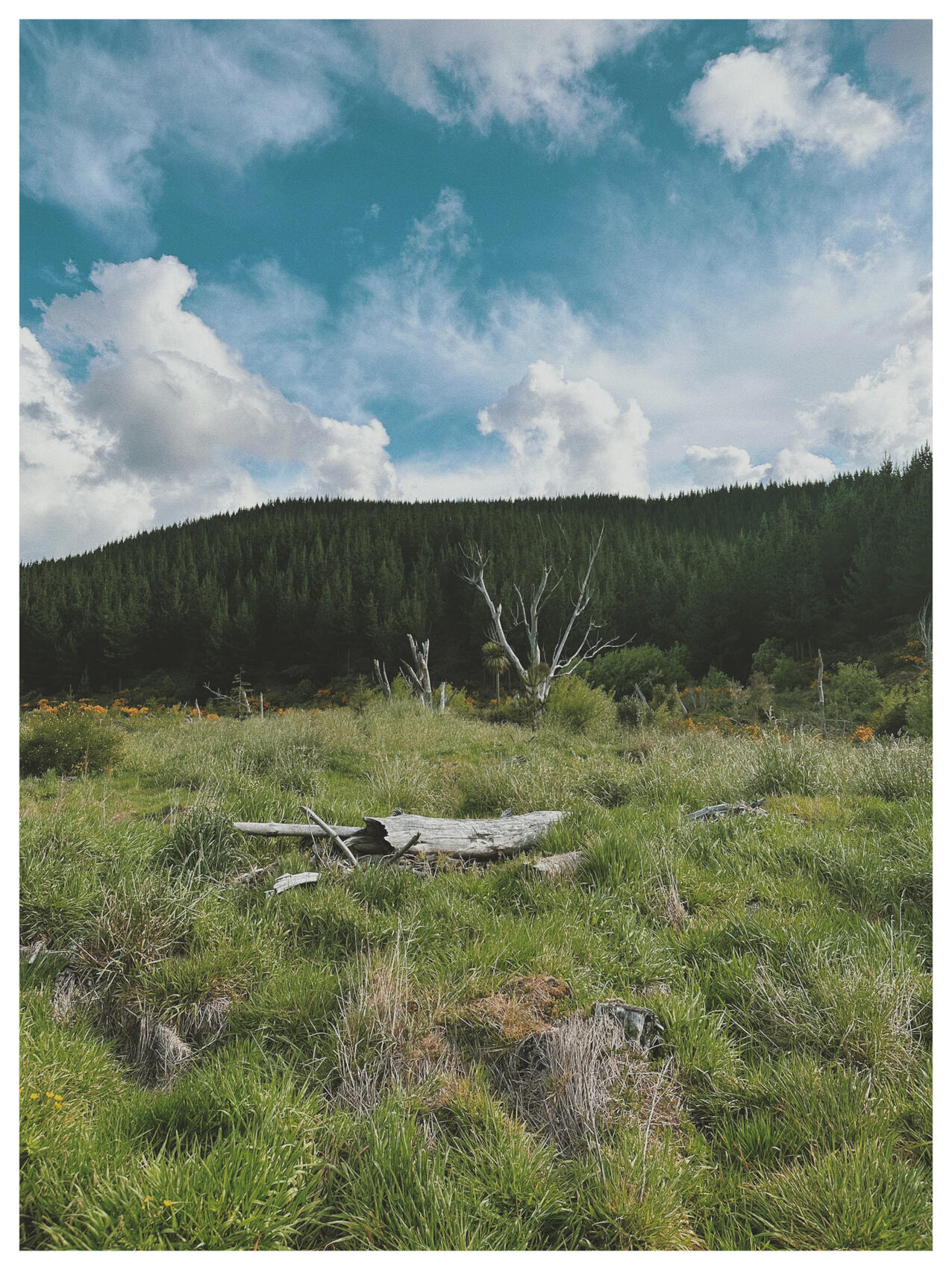 NZ..39..23..7.530-176..21..20.730, 2022. lemonde2d. MIME: image/jpeg, Token: FA2, Storage: IPFS, Contract: KT1...