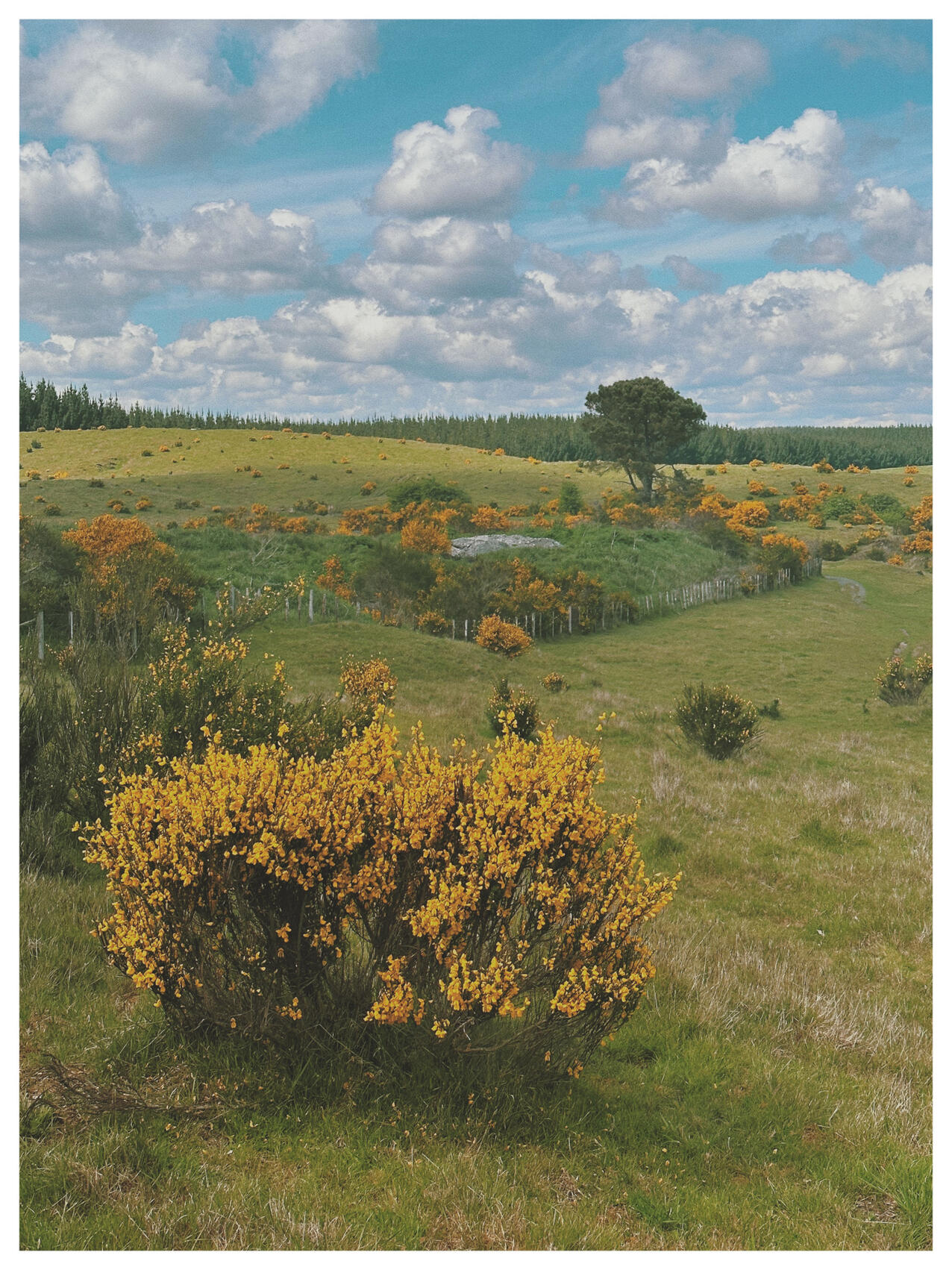 NZ..38..46..19.692-176..13..20.352, 2022. lemonde2d. MIME: image/jpeg, Token: FA2, Storage: IPFS, Contract: KT1...