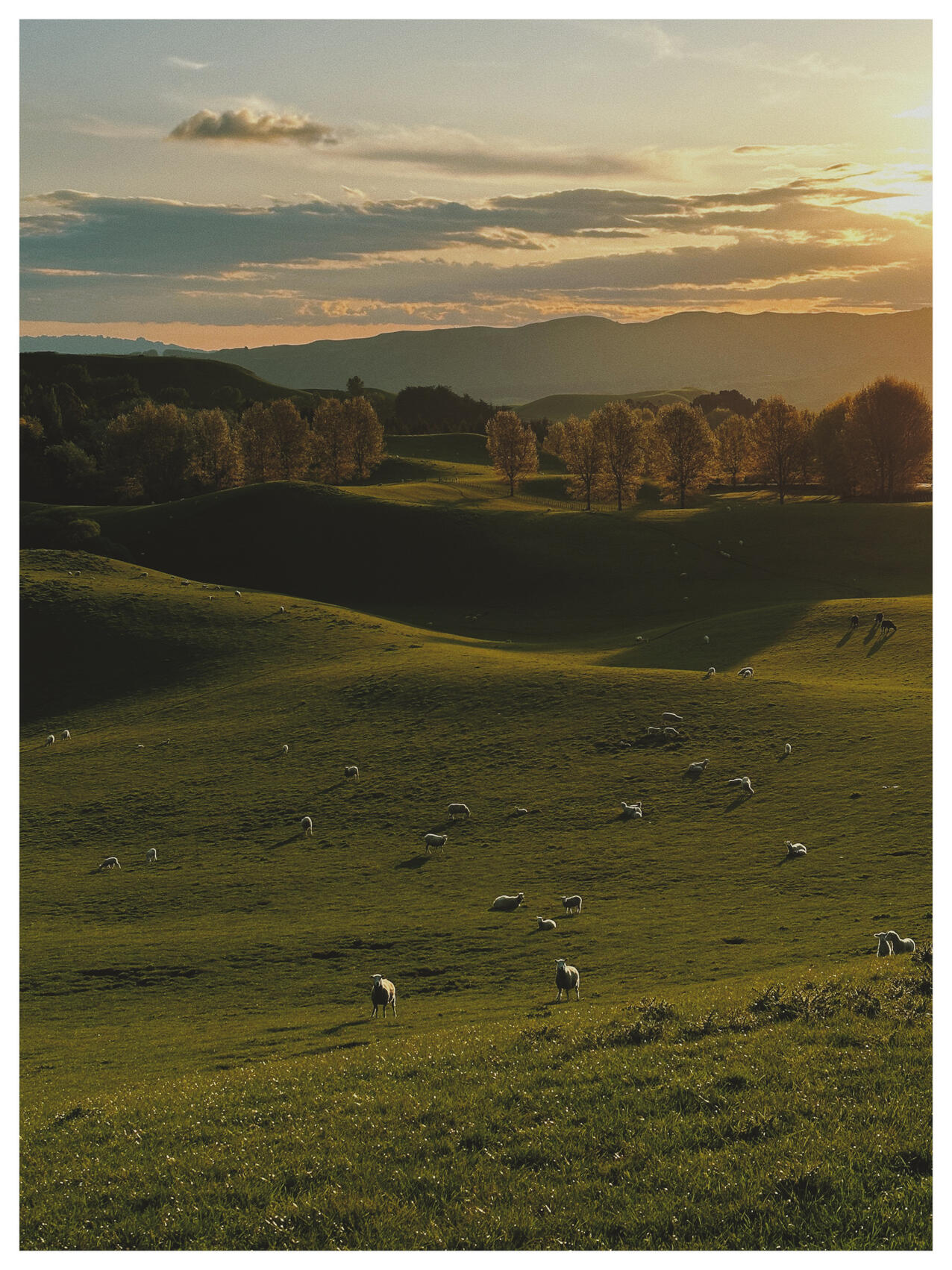 NZ..39..31..57.882-175..54..19.590, 2022. lemonde2d. MIME: image/jpeg, Token: FA2, Storage: IPFS, Contract: KT1...