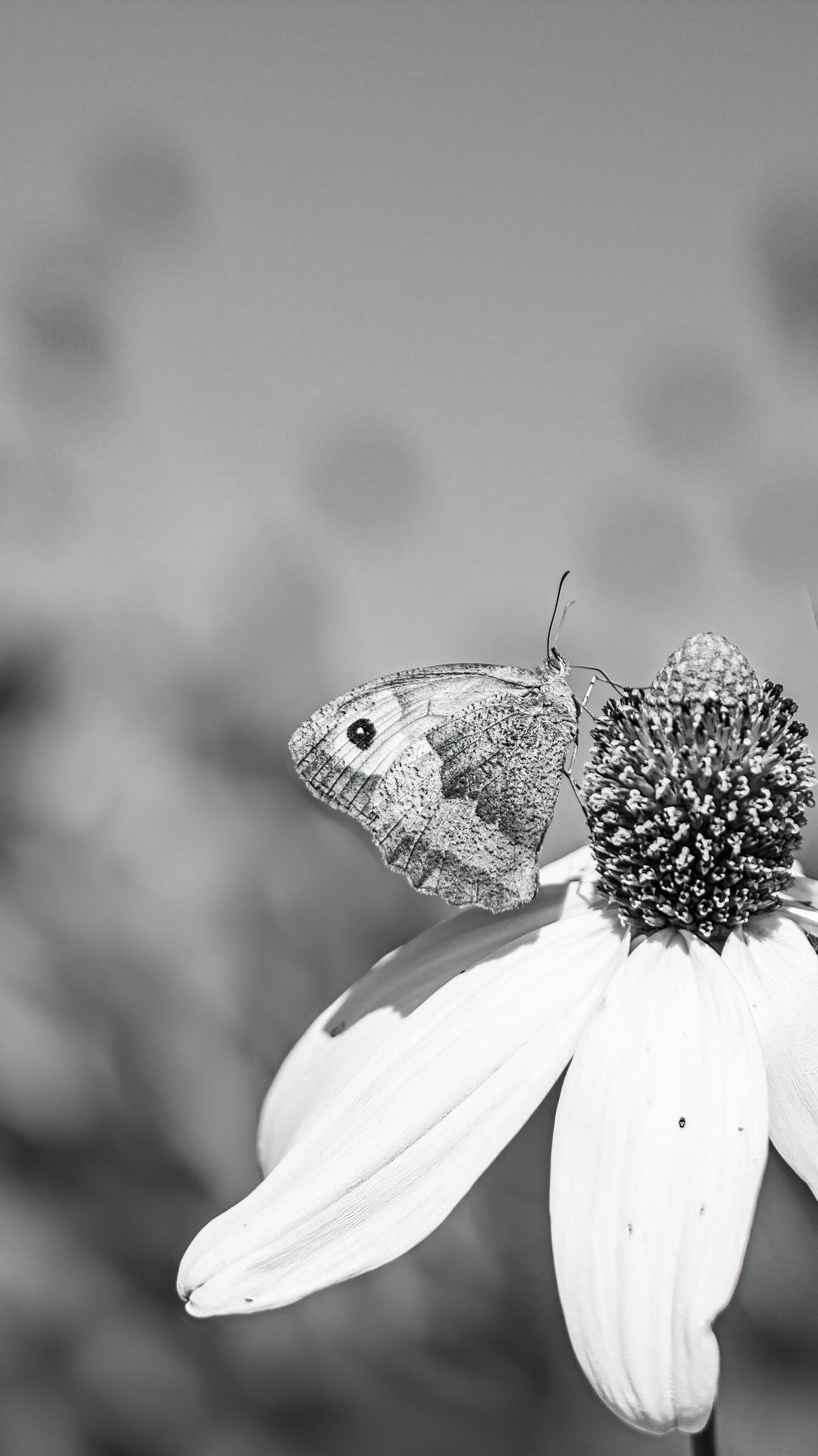 Monochrome Butterfly, 2023. Aleksejs Zuravlovs. MIME: image/jpeg, Token: FA2, Storage: IPFS, Contract: KT1...