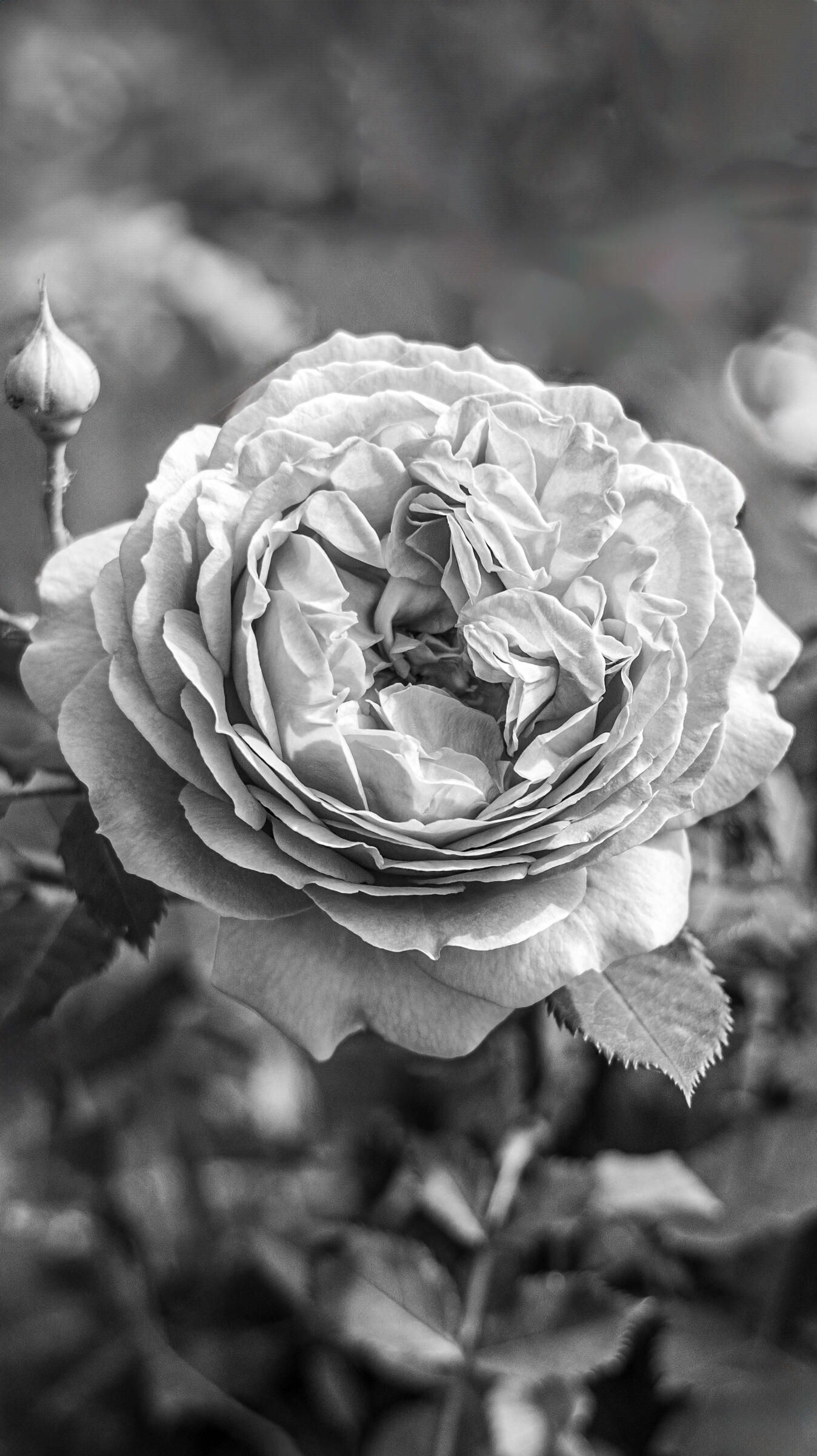 Monochrome Romance: Lush Rose Blooms, 2023. Aleksejs Zuravlovs. MIME: image/jpeg, Token: FA2, Storage: IPFS, Contract: KT1...
