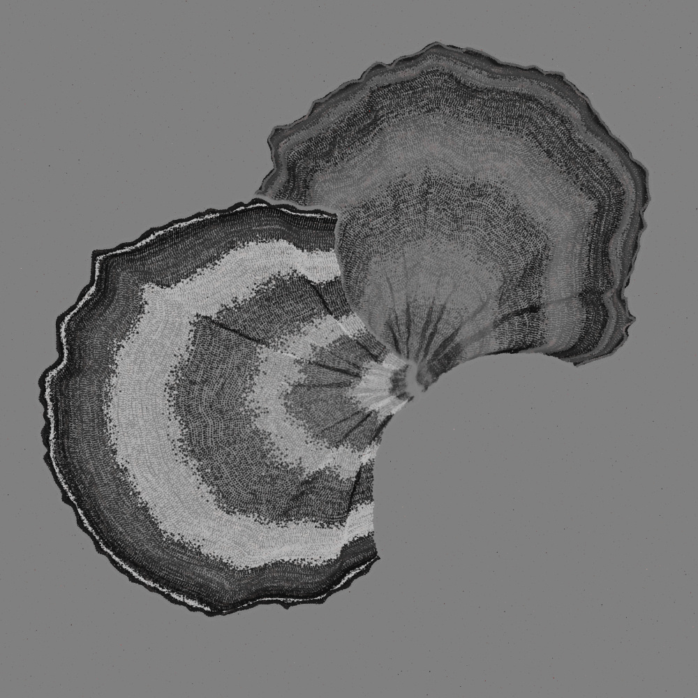 Padina #127, 2022. Paweł Grzelak. MIME: application/x-directory, Token: FA2, Storage: IPFS, Contract: KT1...