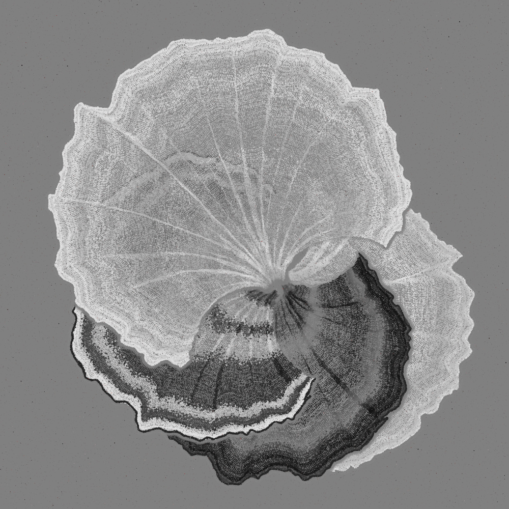 Padina #112, 2022. Paweł Grzelak. MIME: application/x-directory, Token: FA2, Storage: IPFS, Contract: KT1...