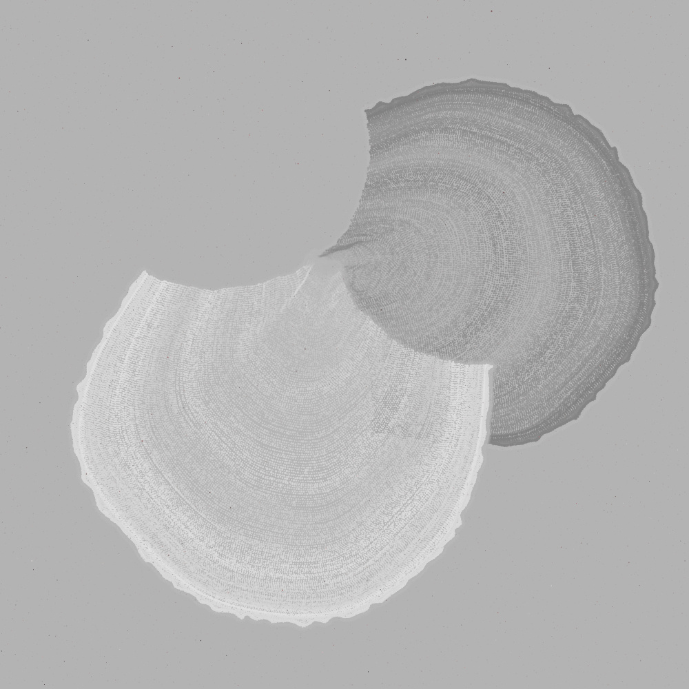 Padina #30, 2022. Paweł Grzelak. MIME: application/x-directory, Token: FA2, Storage: IPFS, Contract: KT1...