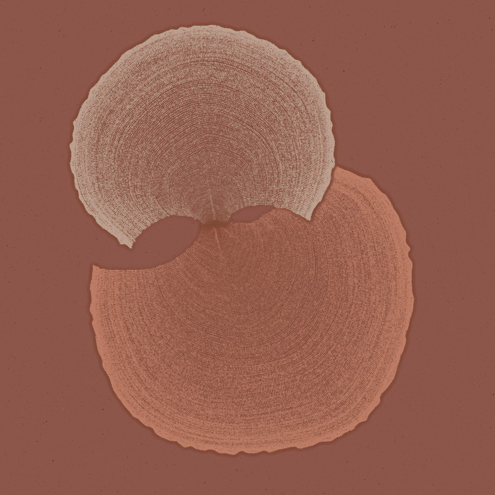 Padina #27, 2022. Paweł Grzelak. MIME: application/x-directory, Token: FA2, Storage: IPFS, Contract: KT1...