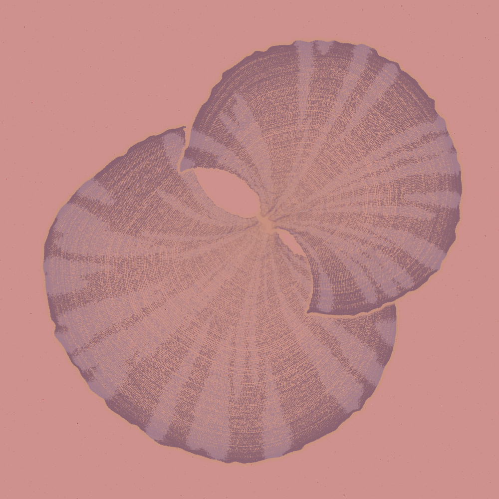 Padina #45, 2022. Paweł Grzelak. MIME: application/x-directory, Token: FA2, Storage: IPFS, Contract: KT1...