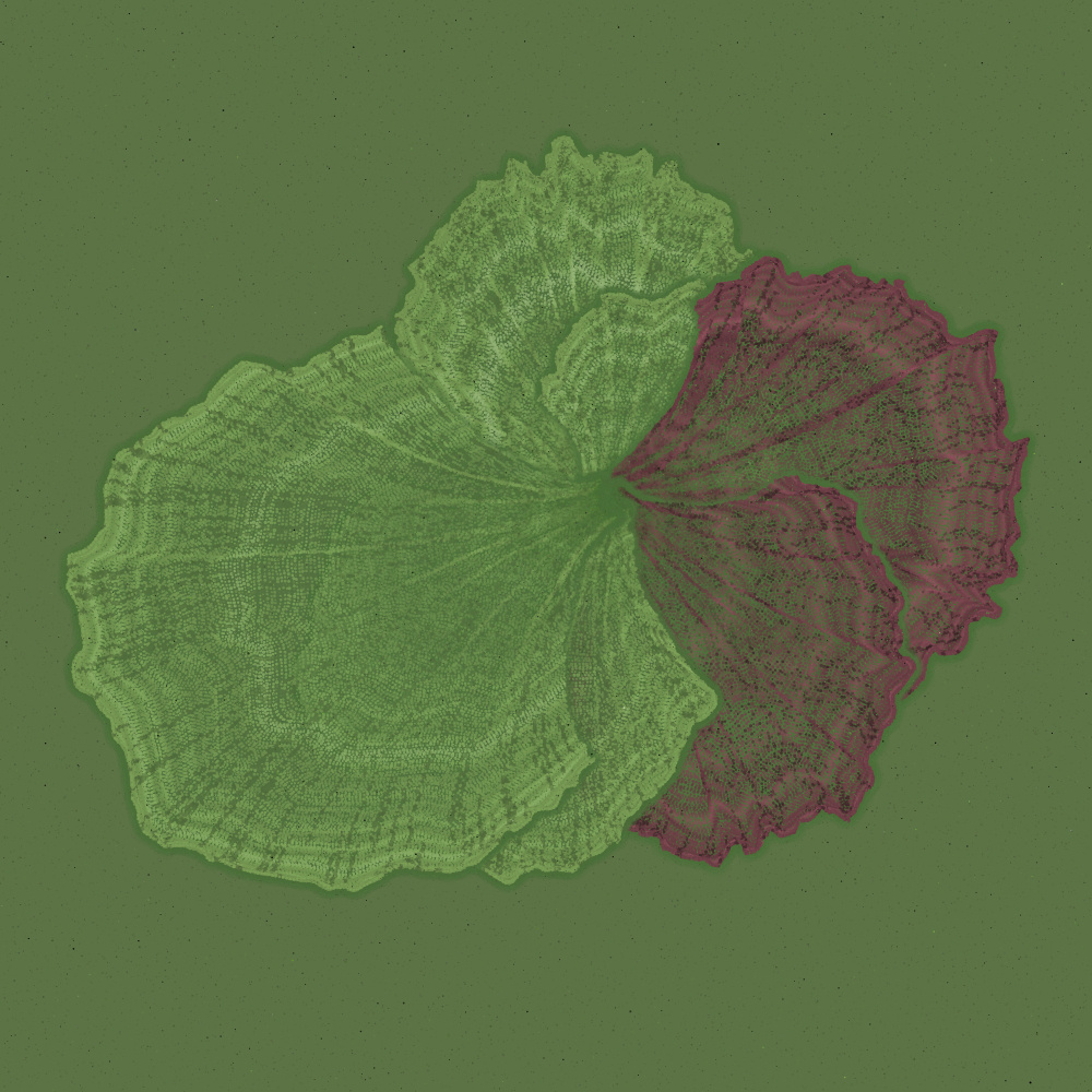 Padina #54, 2022. Paweł Grzelak. MIME: application/x-directory, Token: FA2, Storage: IPFS, Contract: KT1...