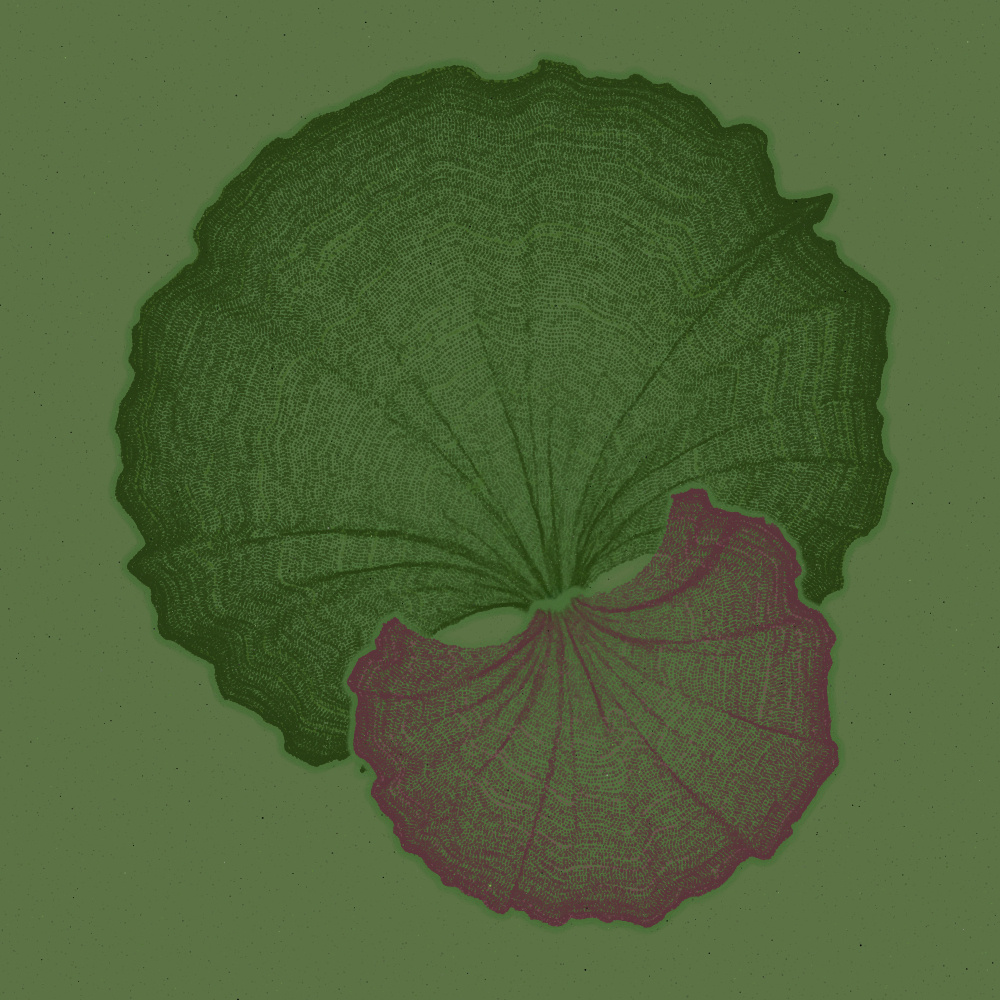 Padina #26, 2022. Paweł Grzelak. MIME: application/x-directory, Token: FA2, Storage: IPFS, Contract: KT1...