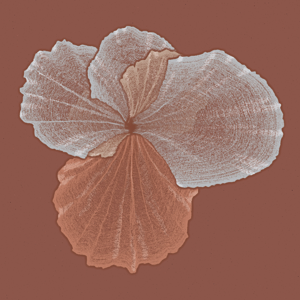 Padina #56, 2022. Paweł Grzelak. MIME: application/x-directory, Token: FA2, Storage: IPFS, Contract: KT1...