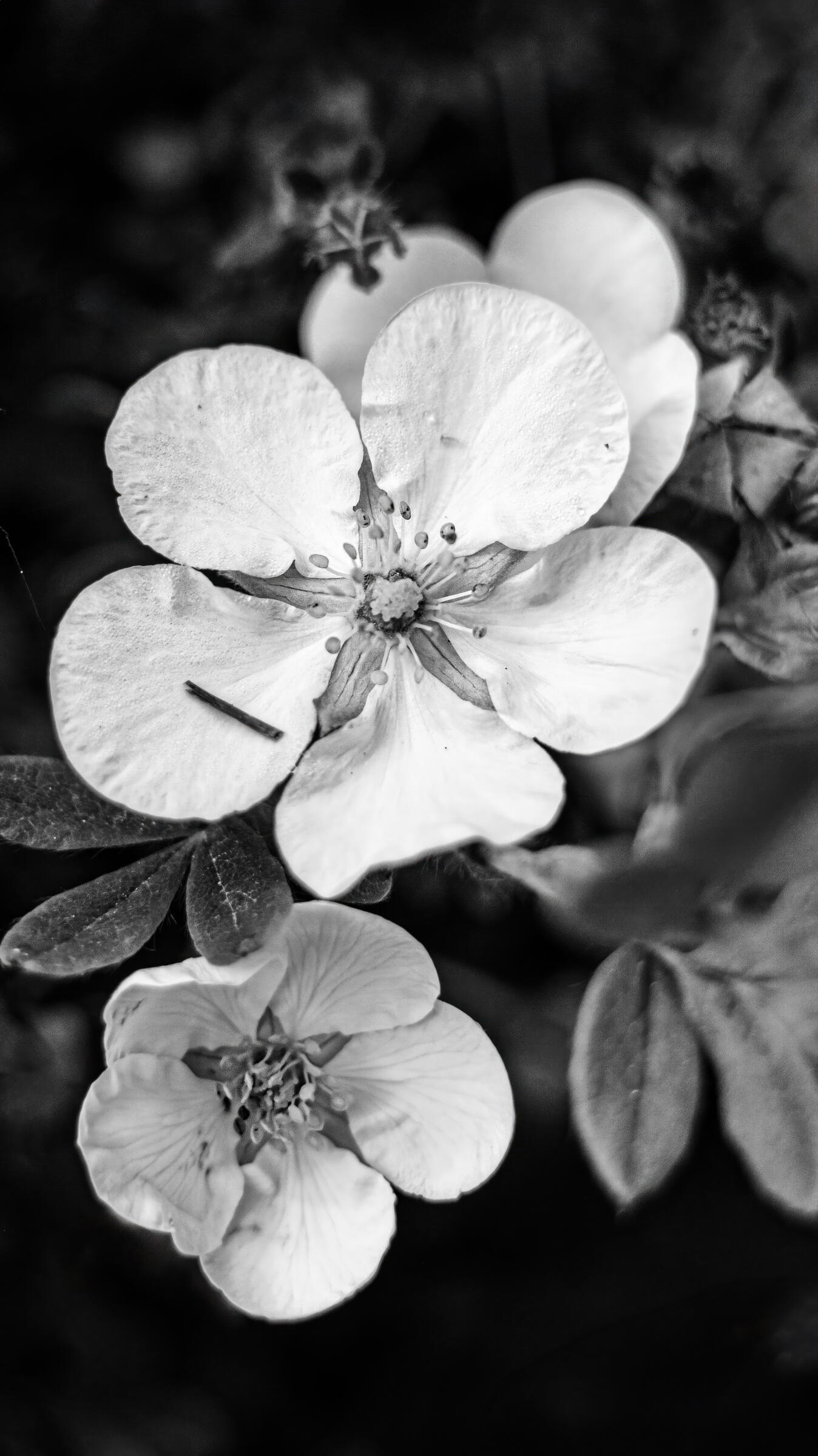 Whispers of White: Shrubby Cinquefoil, 2023. Aleksejs Zuravlovs. MIME: image/jpeg, Token: FA2, Storage: IPFS, Contract: KT1...