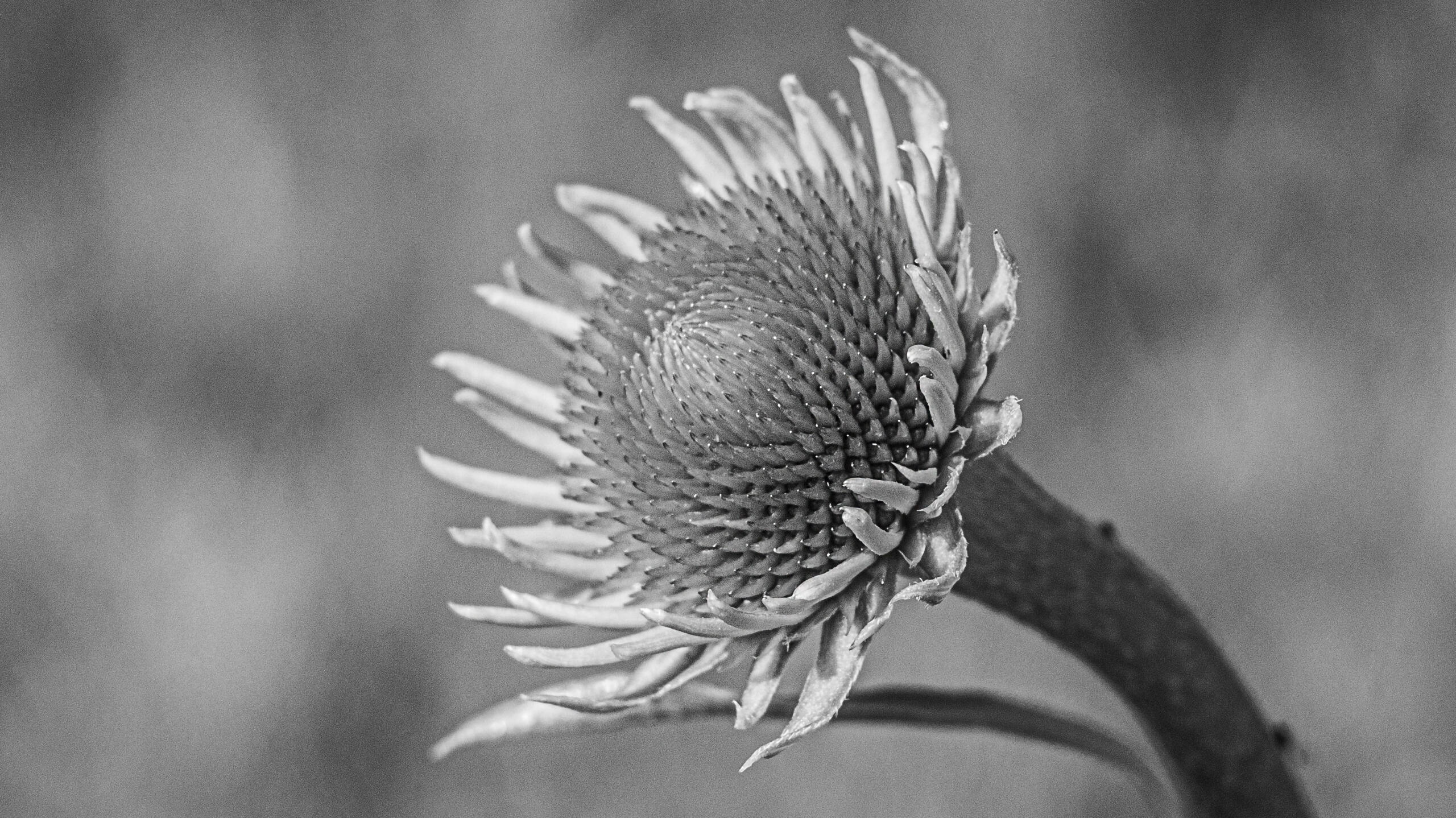 Patterned Perfection: Sweet Coneflower in Contrast, 2023. Aleksejs Zuravlovs. MIME: image/jpeg, Token: FA2, Storage: IPFS, Contract: KT1...