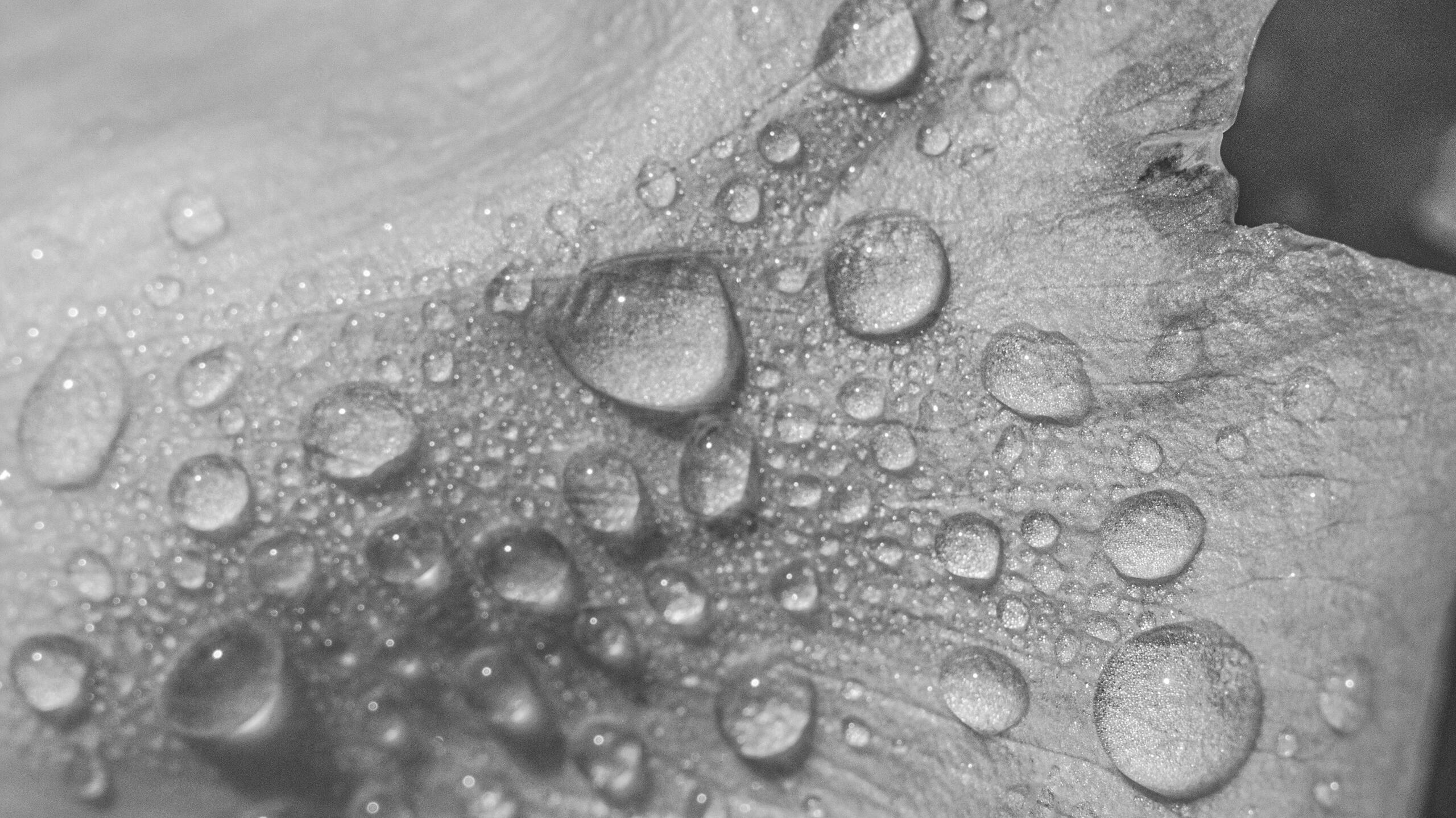 Morning Jewels, 2023. Aleksejs Zuravlovs. MIME: image/jpeg, Token: FA2, Storage: IPFS, Contract: KT1...