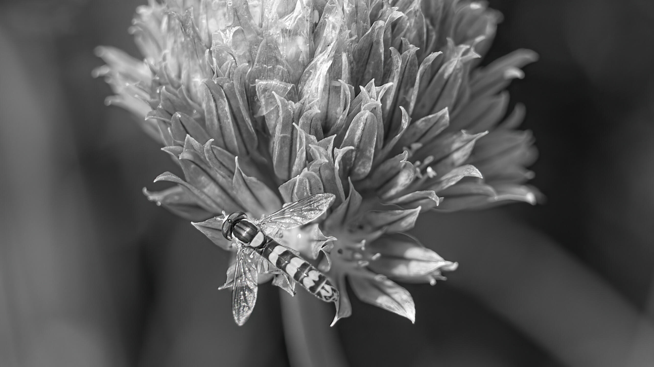 Wings Unfurled: Flower Fly in Monochrome, 2023. Aleksejs Zuravlovs. MIME: image/jpeg, Token: FA2, Storage: IPFS, Contract: KT1...