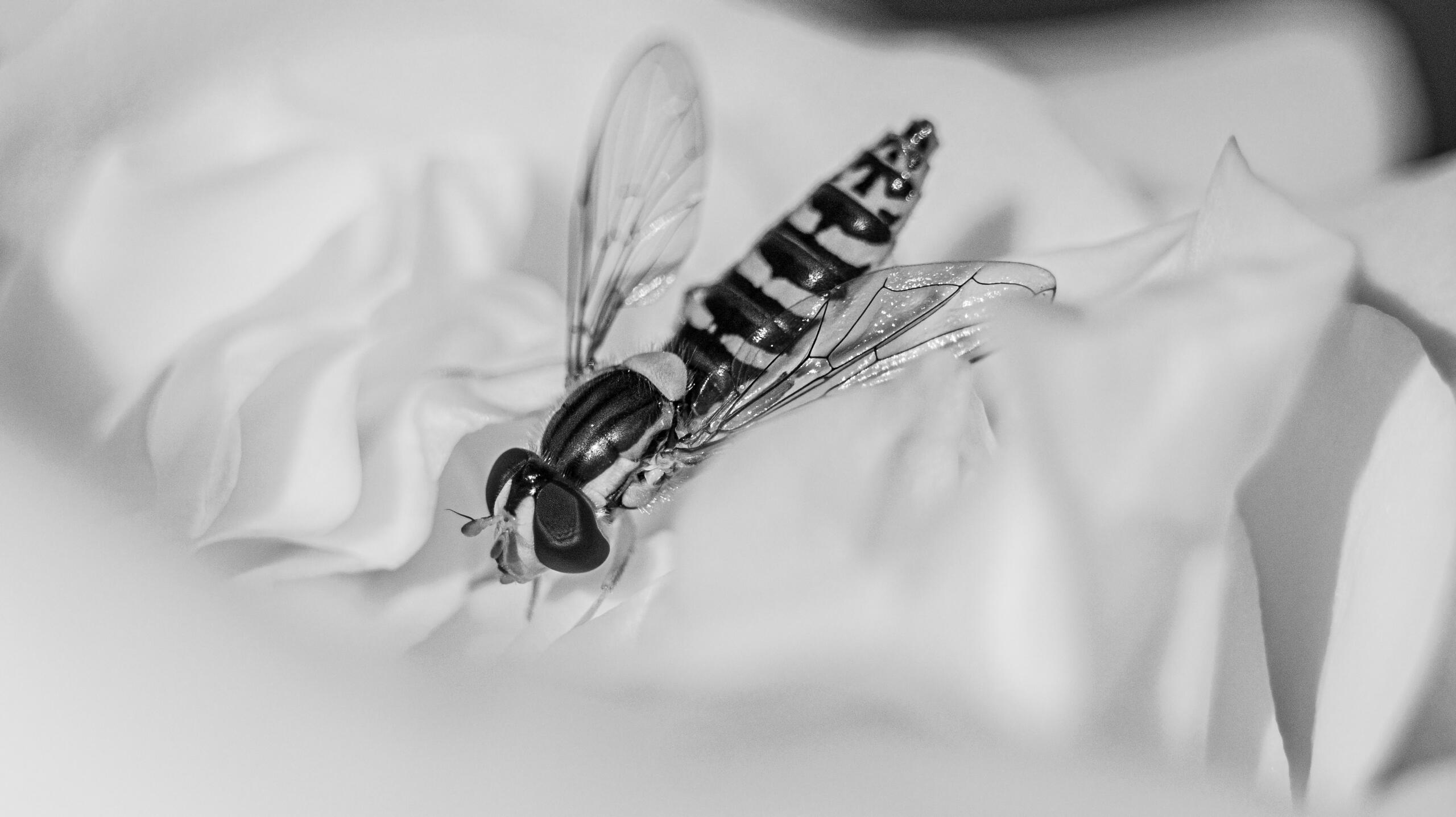 Hidden Intruder, 2023. Aleksejs Zuravlovs. MIME: image/jpeg, Token: FA2, Storage: IPFS, Contract: KT1...